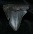 Inch Georgia Megalodon Tooth #1386-1